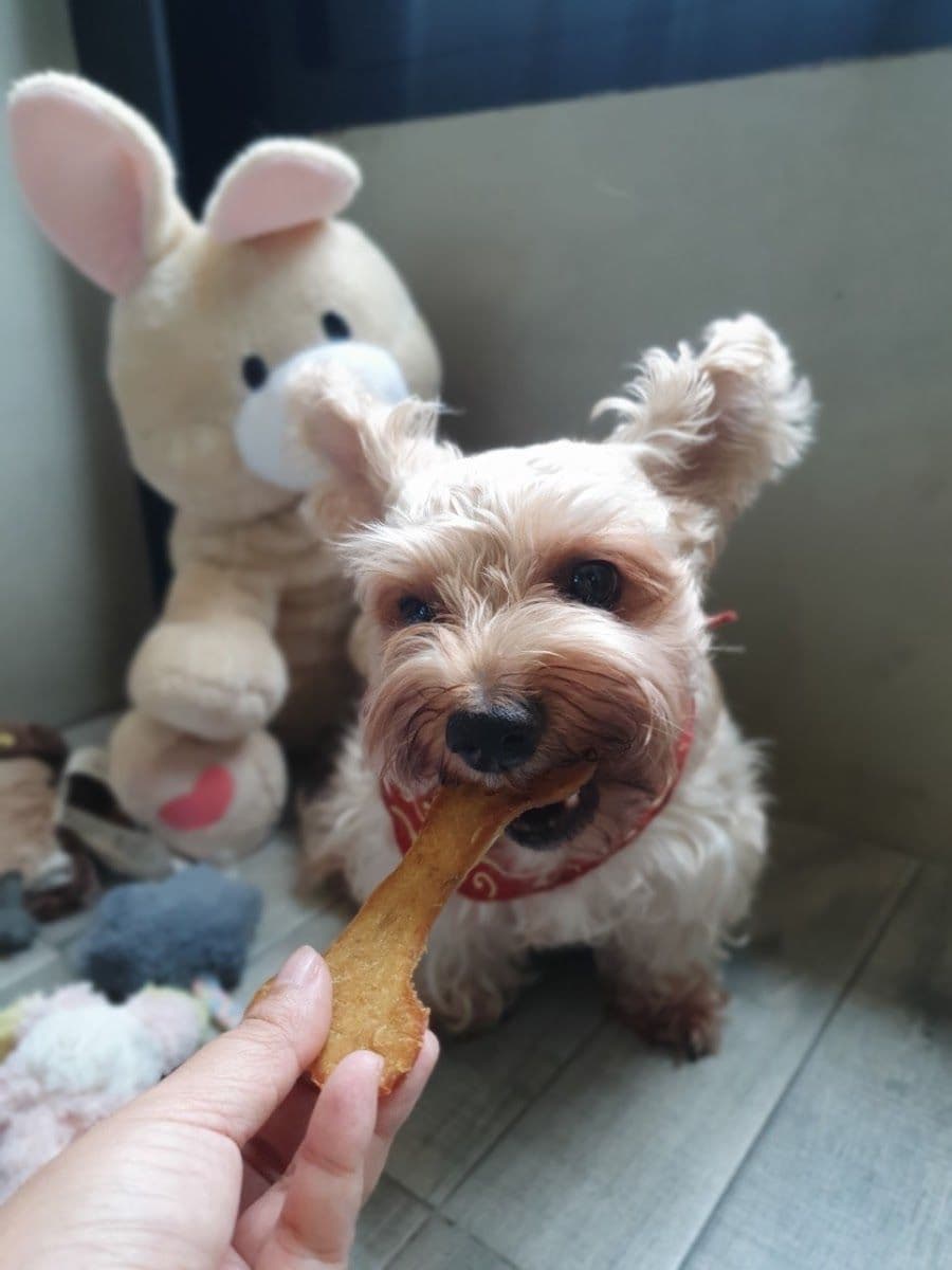 Dog Garden Hotel gallery 7