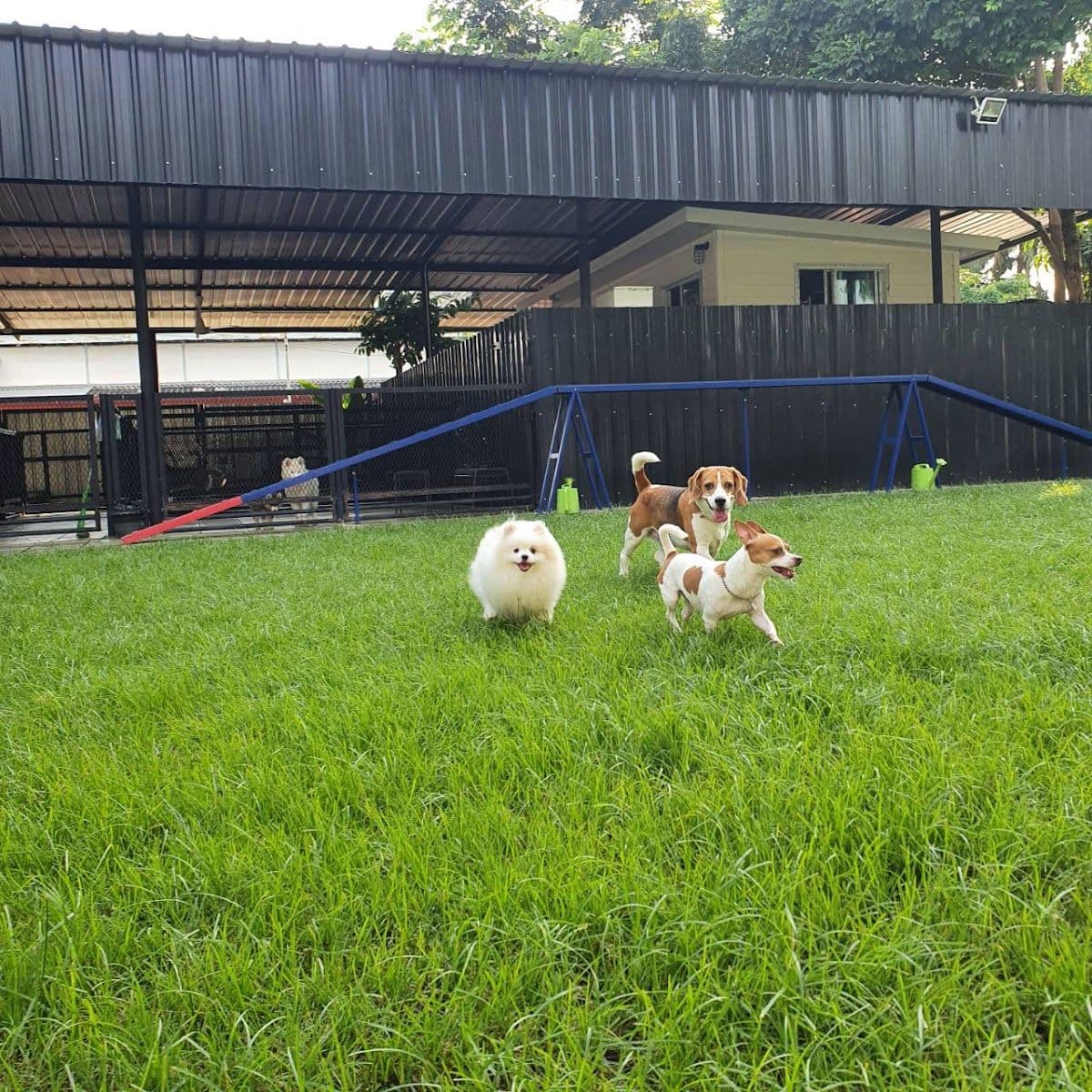 Dog Garden Hotel gallery 4