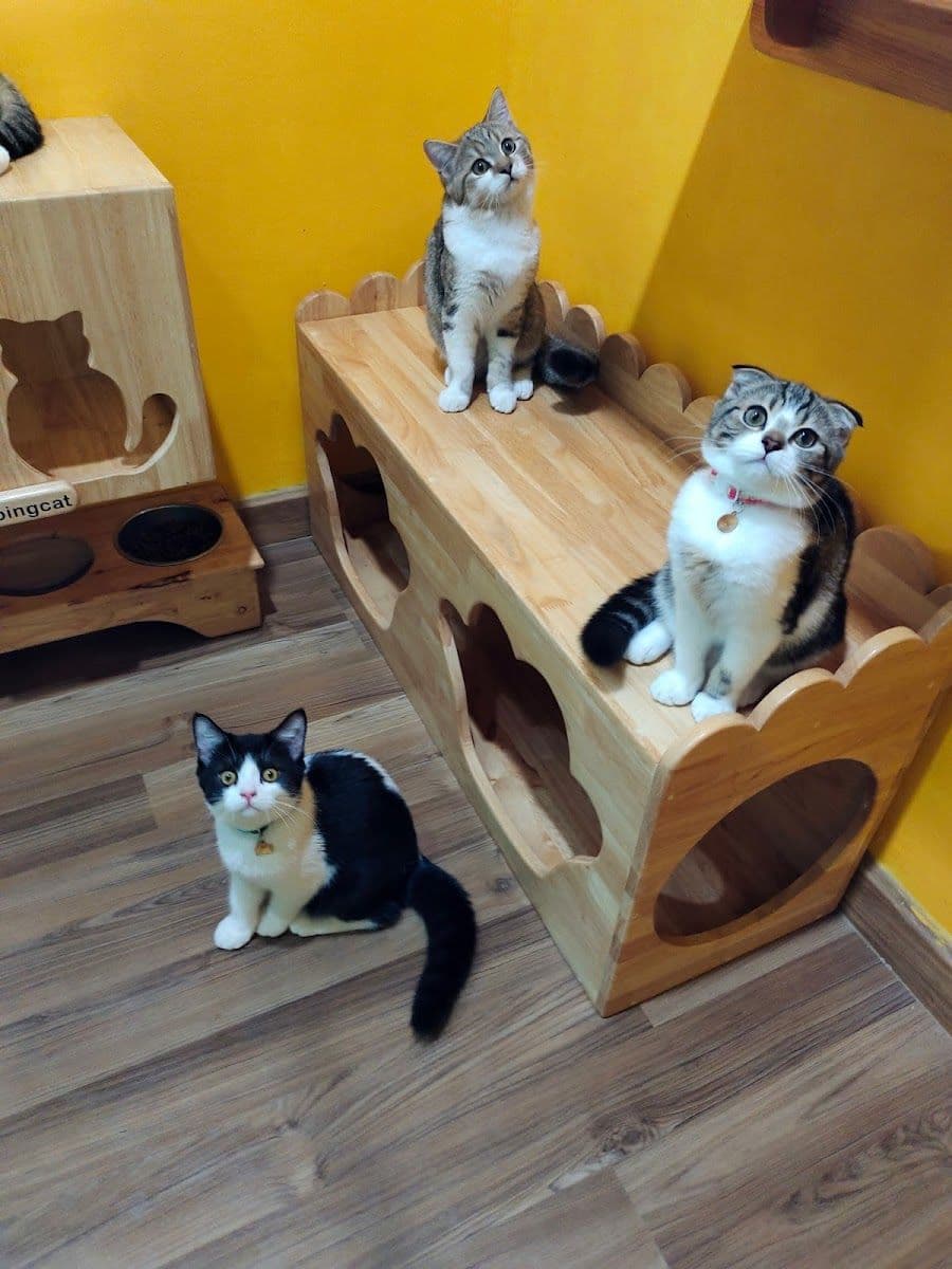 Camping Cat gallery 8