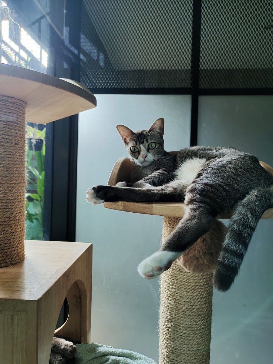 Camping Cat gallery 9