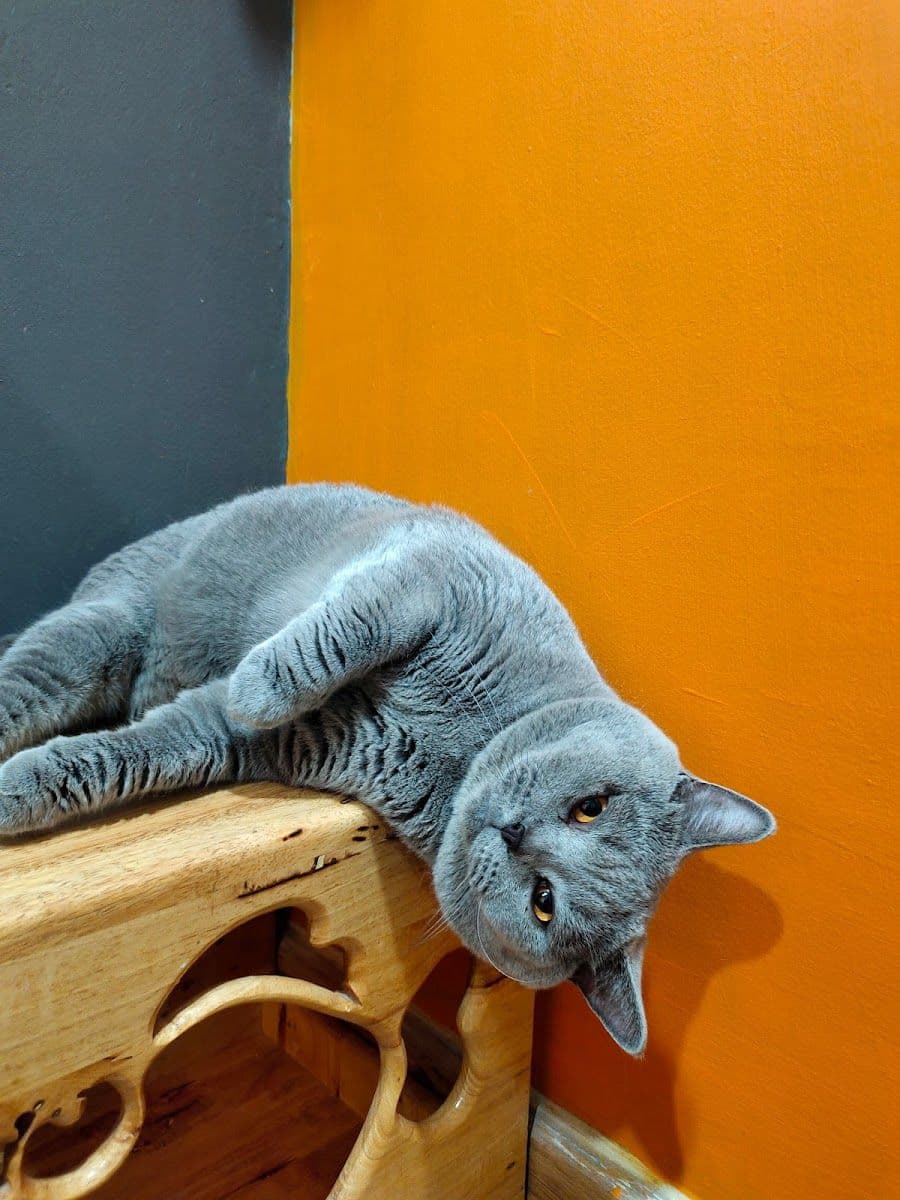 Camping Cat image 3