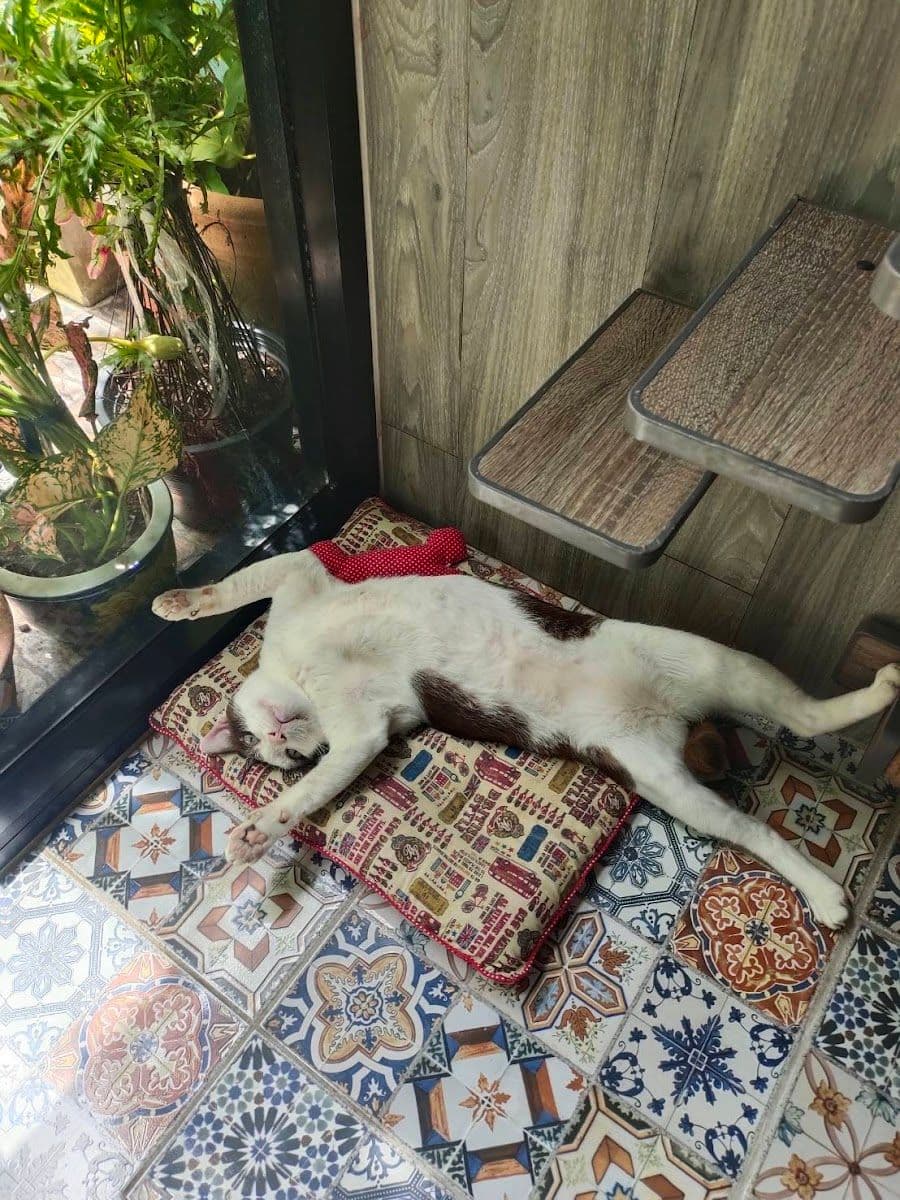 Camping Cat gallery 7