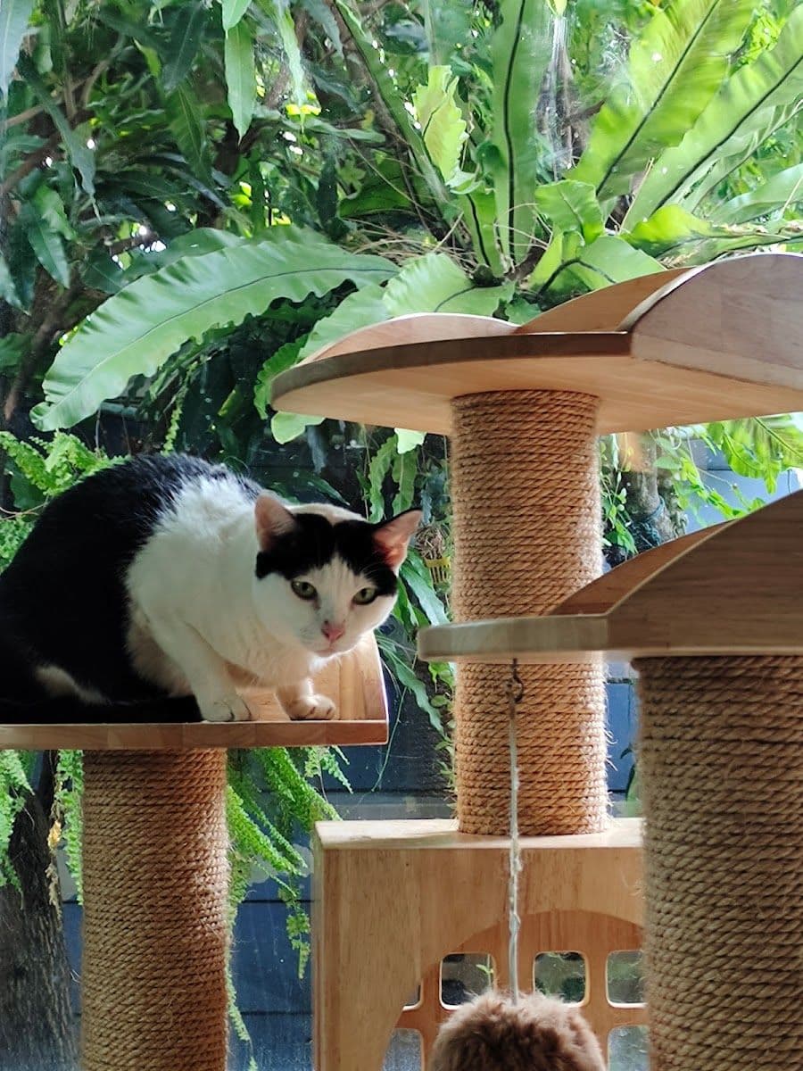 Camping Cat gallery 4