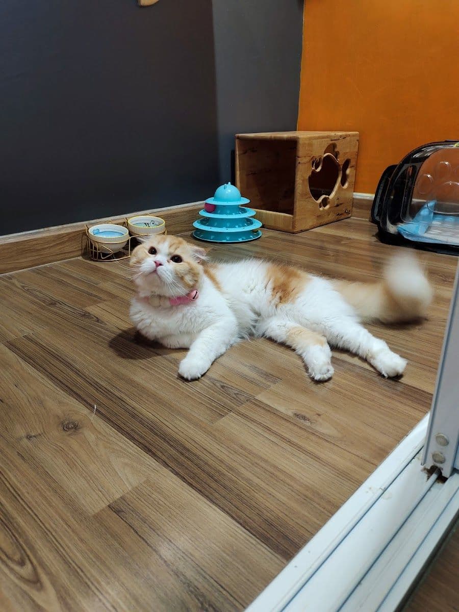 Camping Cat gallery 5