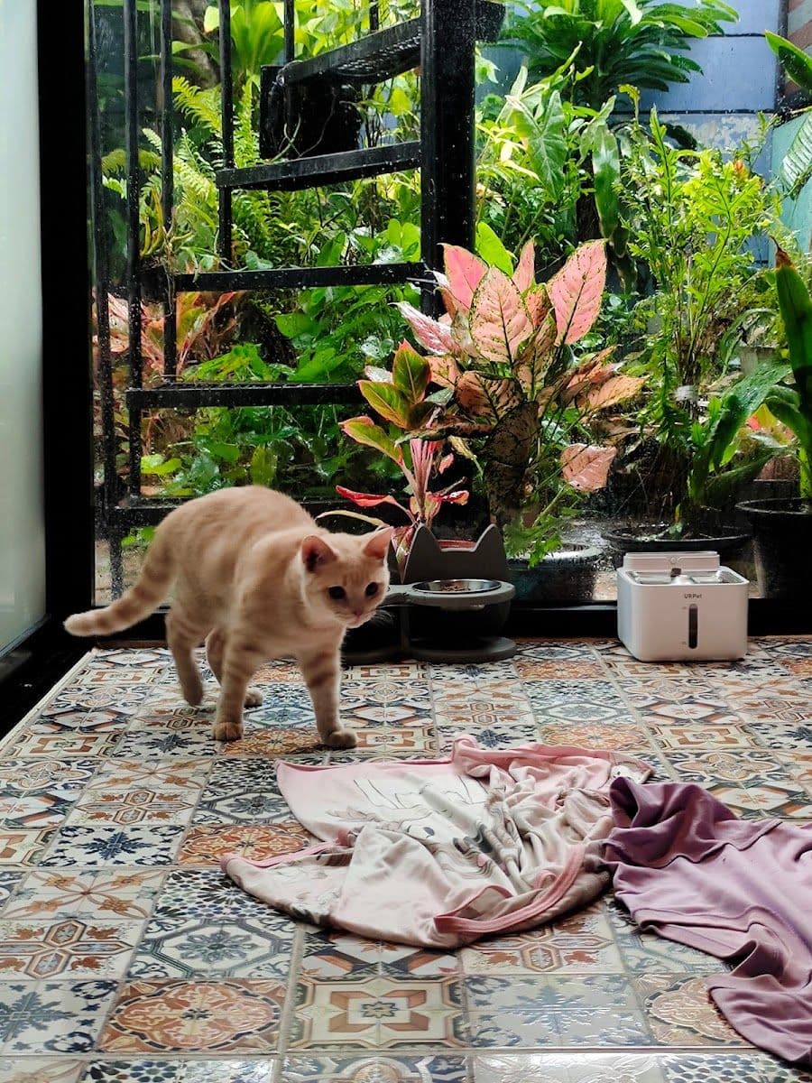 Camping Cat gallery 6