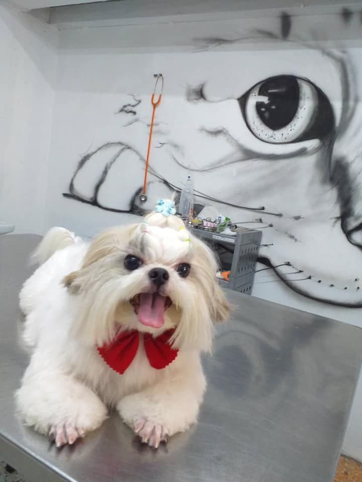 คลินิกรักษาสัตว์ประชาอุทิศ gallery 8