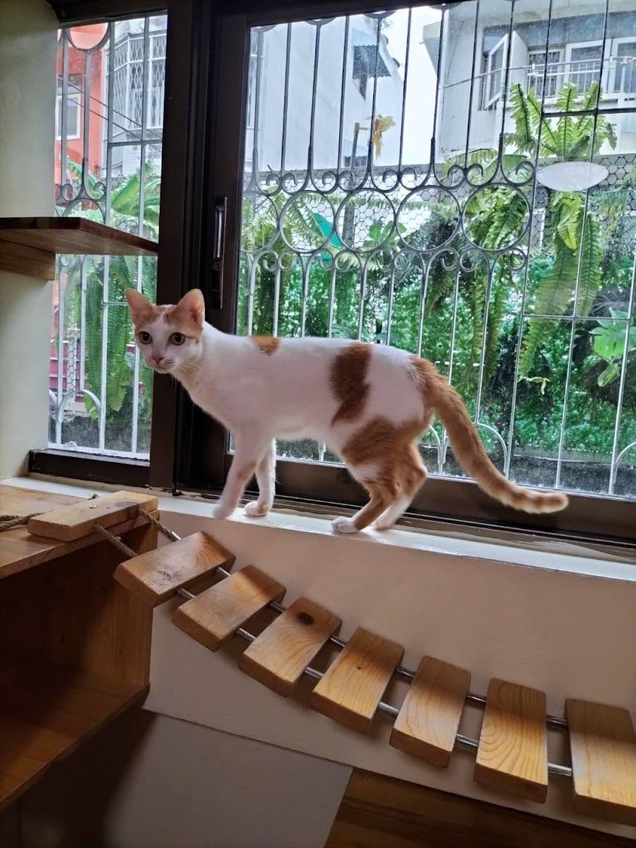 Gatto Cat Hotel gallery 6