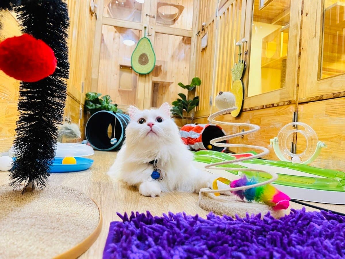 Gatto Cat Hotel
