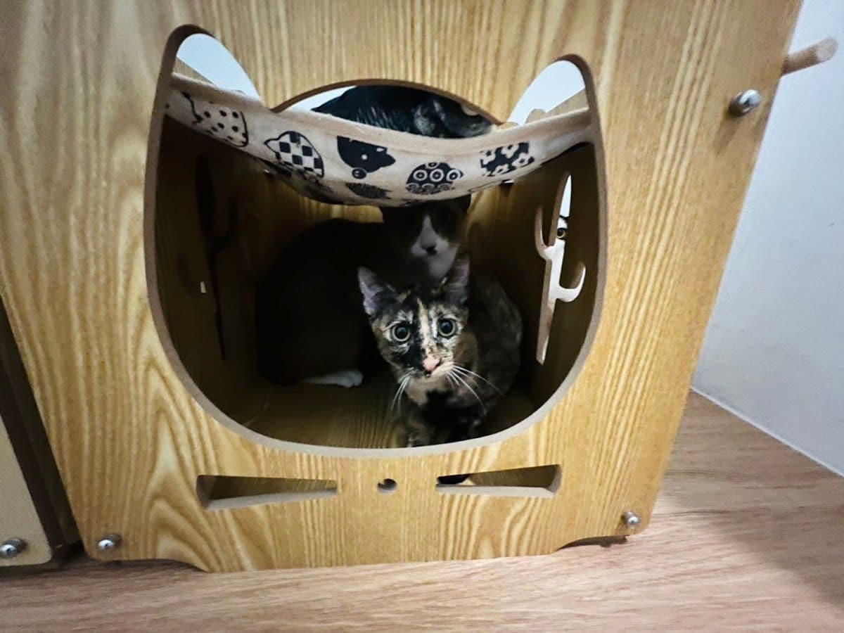 Tigger's House & Cat Hote gallery 7