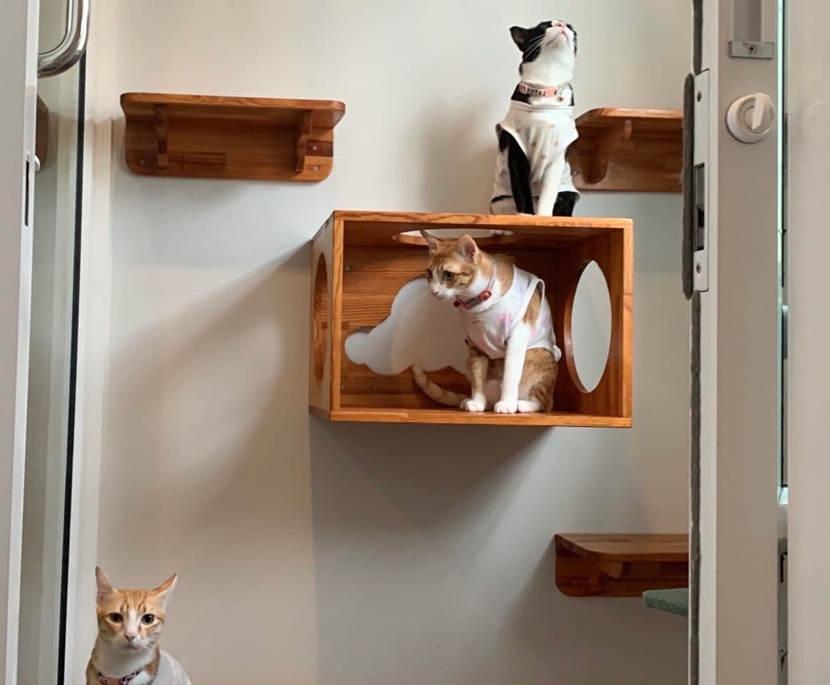 Tigger's House & Cat Hote