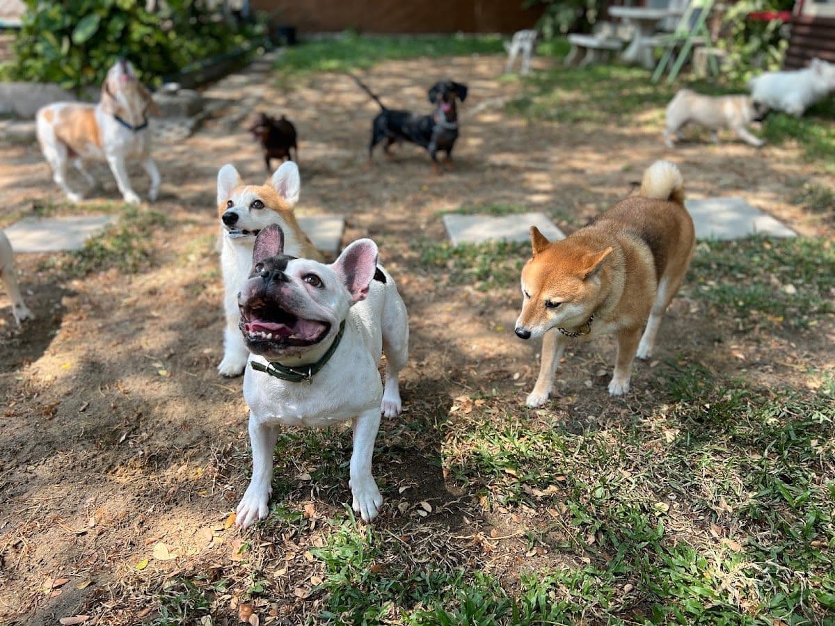Summer Dog Pool gallery 4