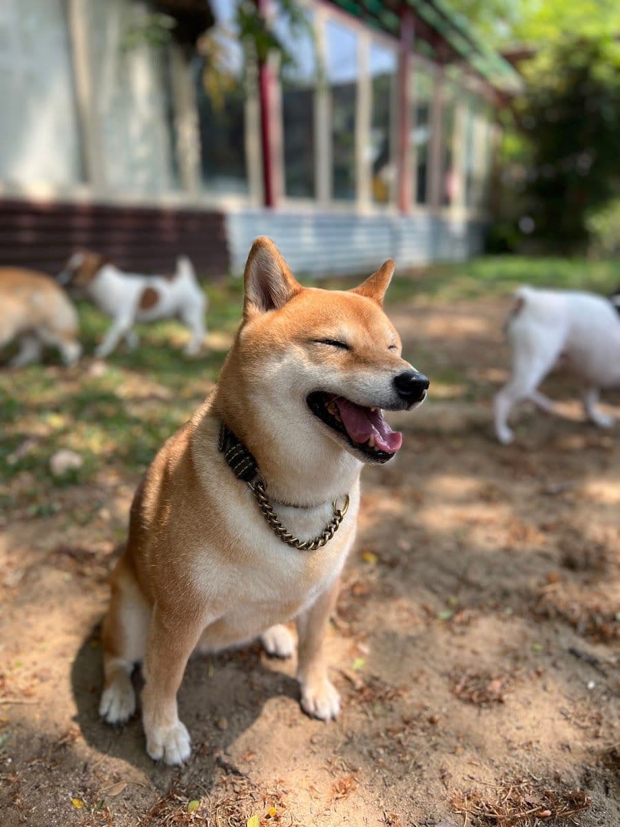Summer Dog Pool gallery 6