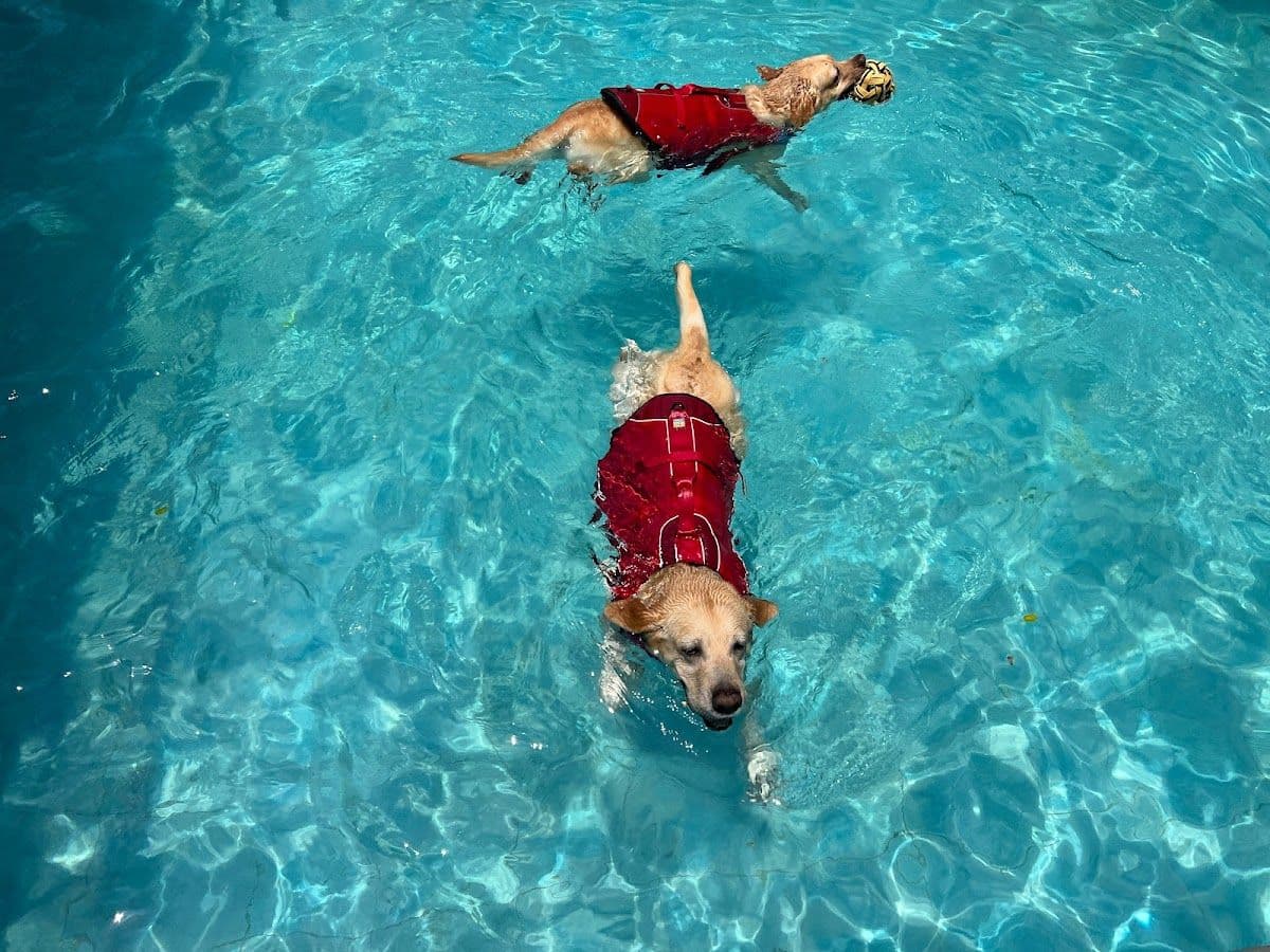 Summer Dog Pool