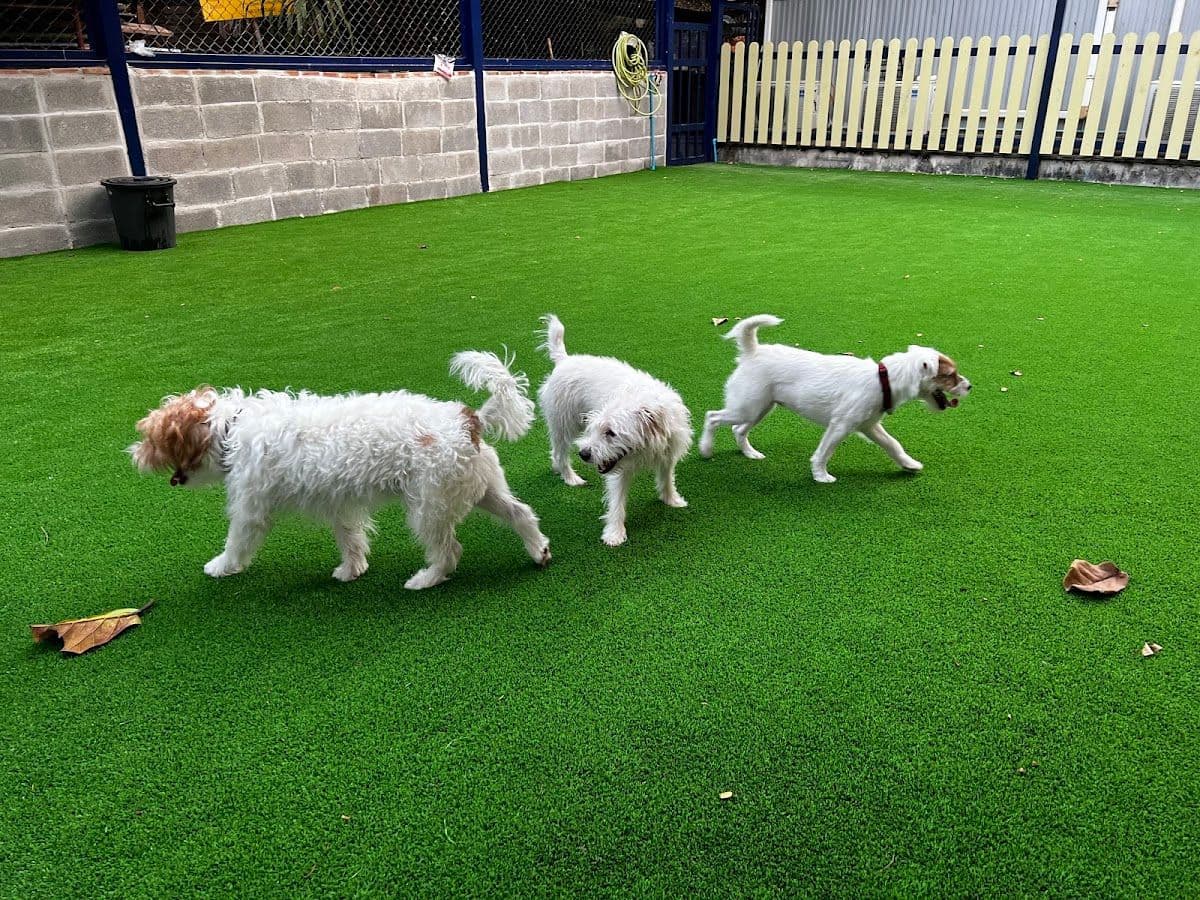 Summer Dog Pool gallery 5