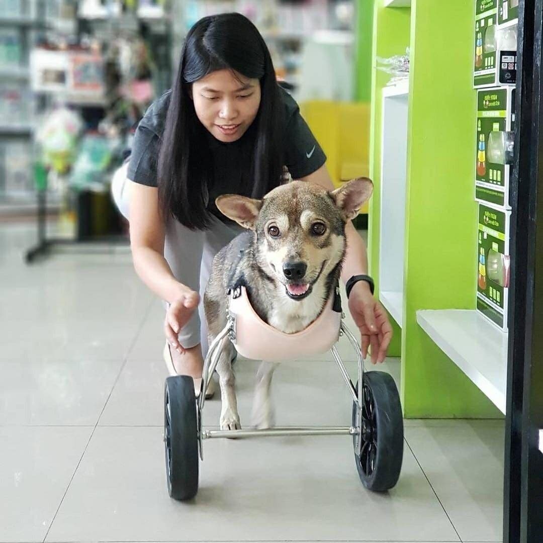 โรงพยาบาลสัตว์ไอเว็ท image 3