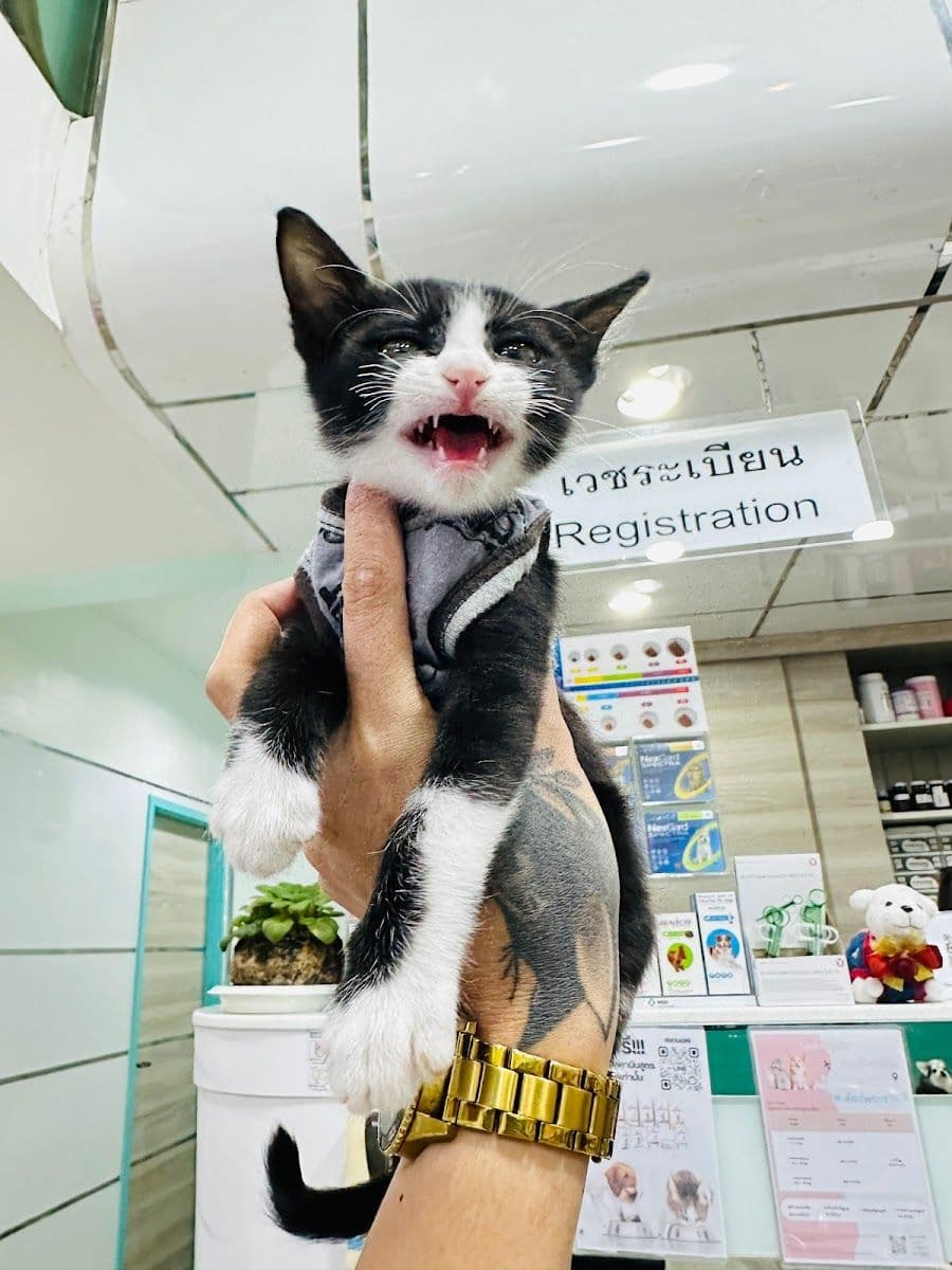 โรงพยาบาลสัตว์พระราม 3 image 2