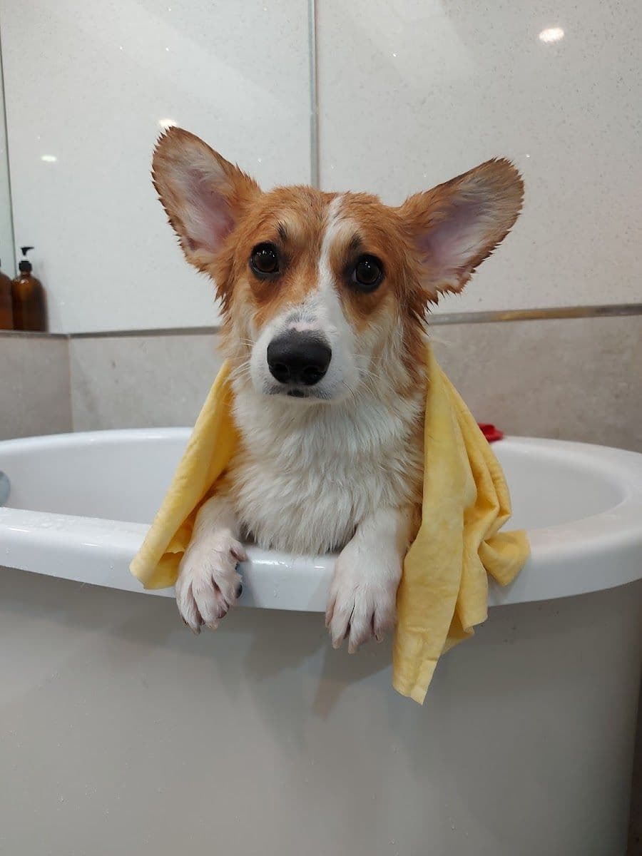 Hato Pet Wellness Center gallery 5