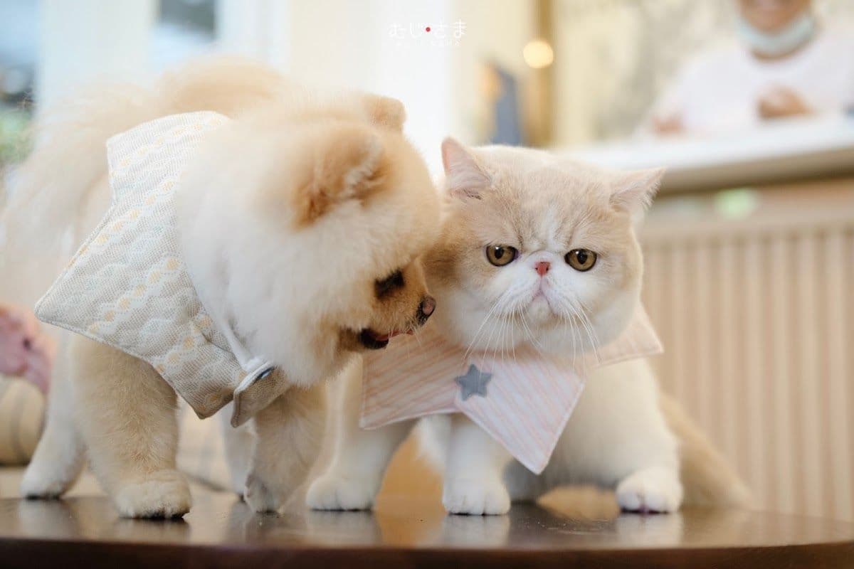 Hato Pet Wellness Center gallery 9