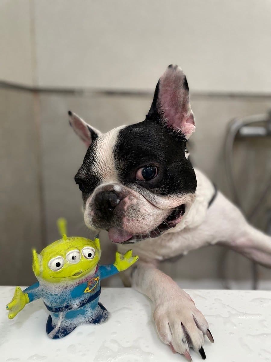 Hato Pet Wellness Center gallery 4