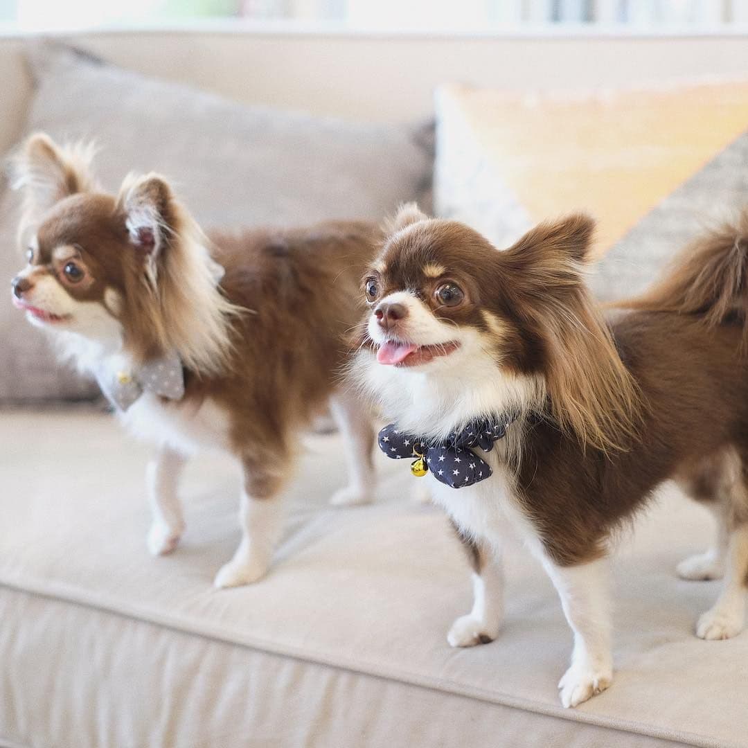 Hato Pet Wellness Center
