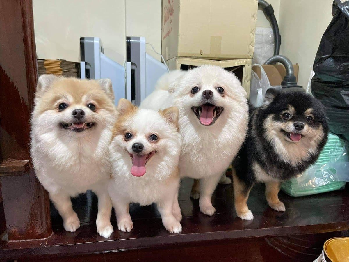 โรงพยาบาลสัตว์หมาแมวยิ้มแฉ่ง gallery 9