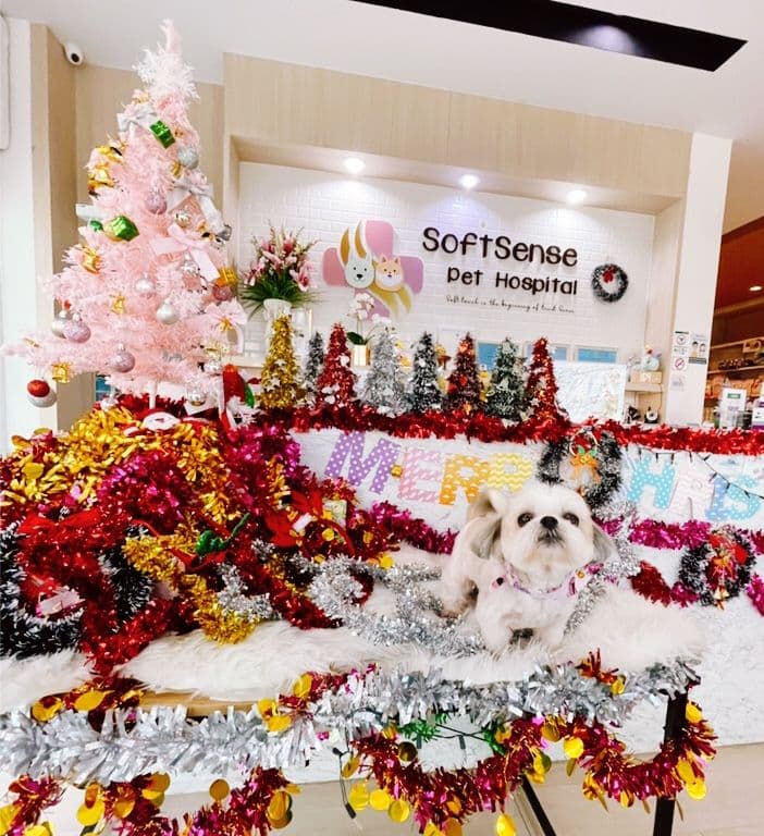โรงพยาบาลสัตว์ซอฟท์เซนส์ gallery 5