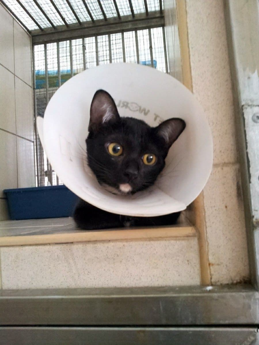Animal Farm Veterinary Hospital gallery 5