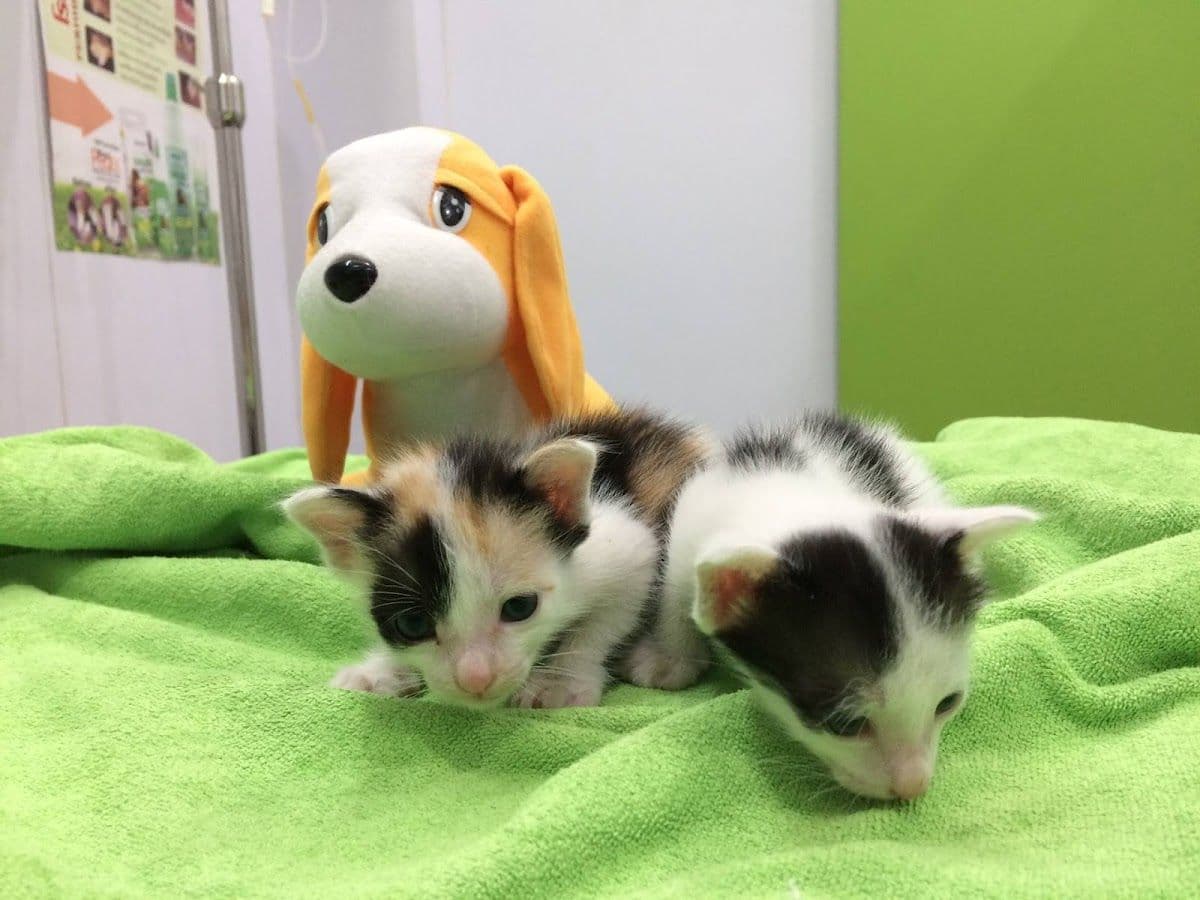 Animal Farm Veterinary Hospital gallery 4
