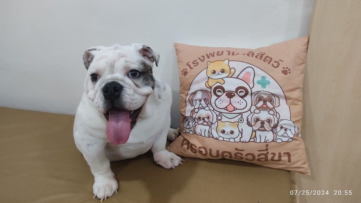 โรงพยาบาลสัตว์ครอบครัวสี่ขา gallery 5