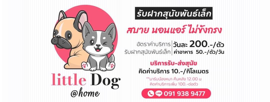 little Dog at home