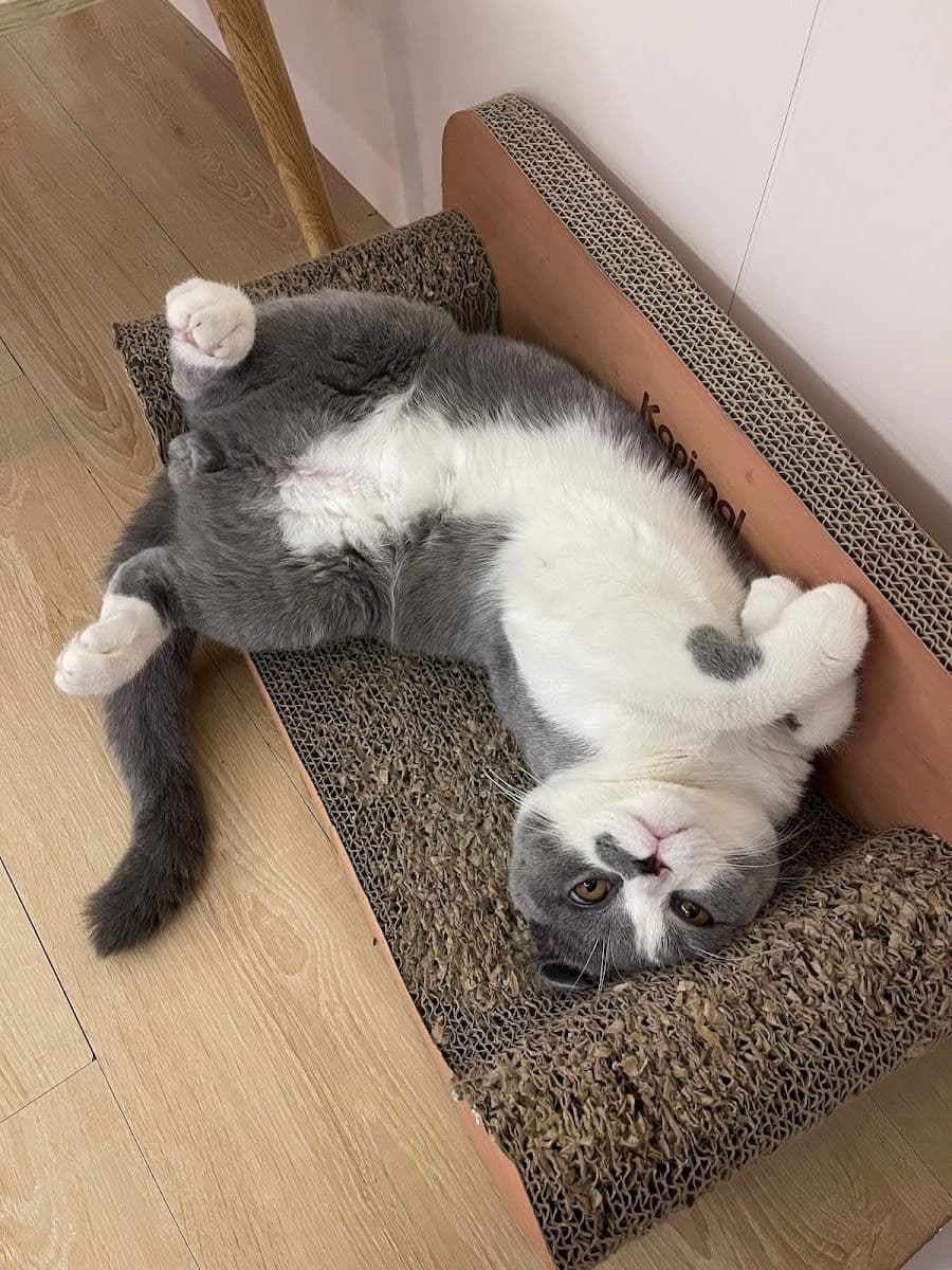 Taofak Cat Hotel gallery 8