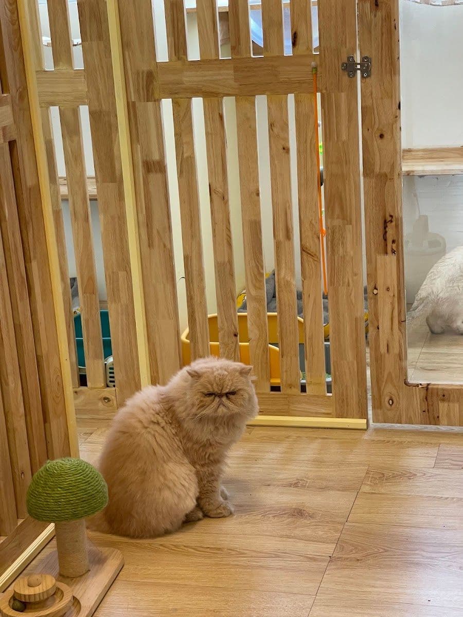 Taofak Cat Hotel gallery 7