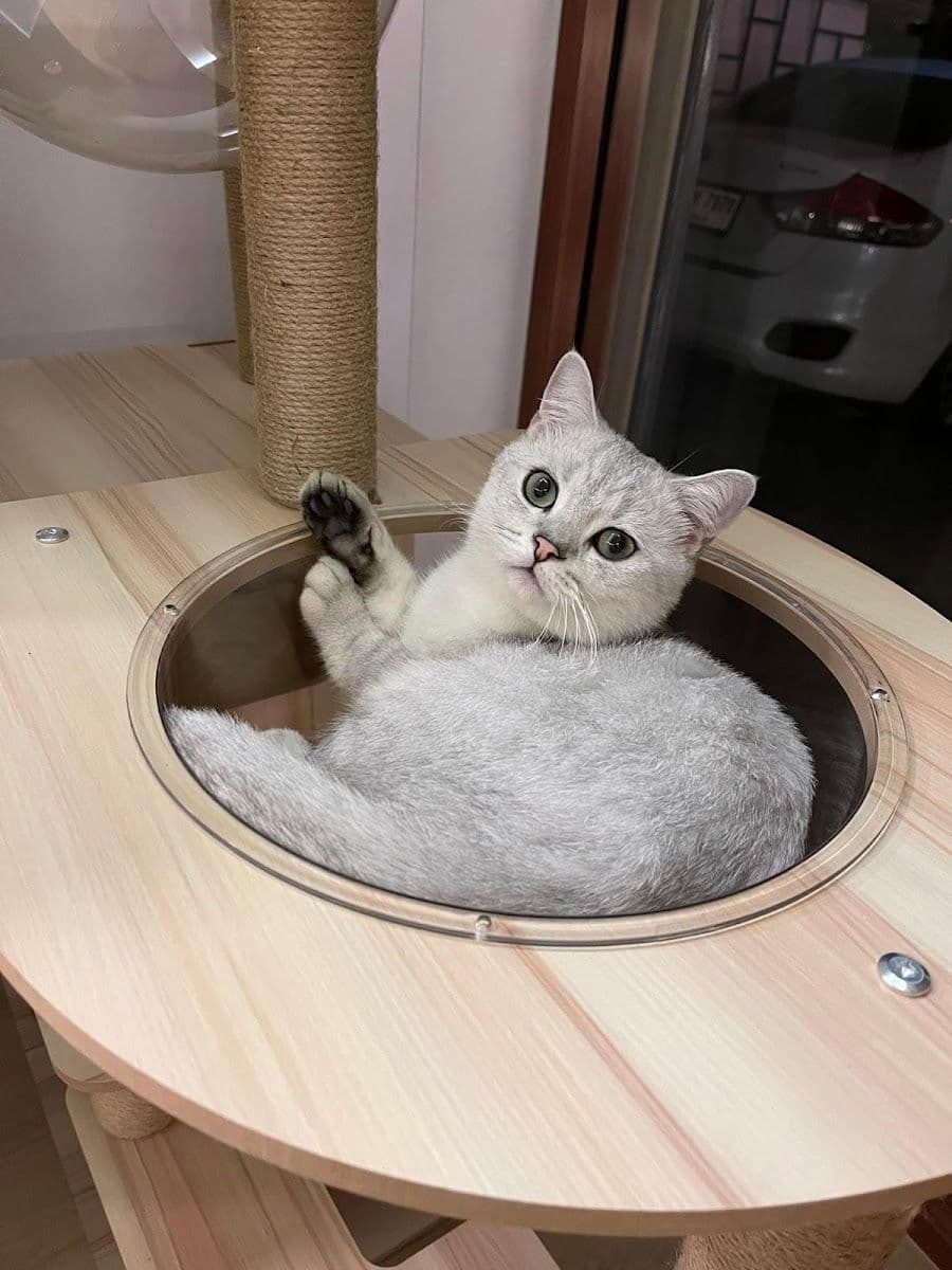 Taofak Cat Hotel gallery 10