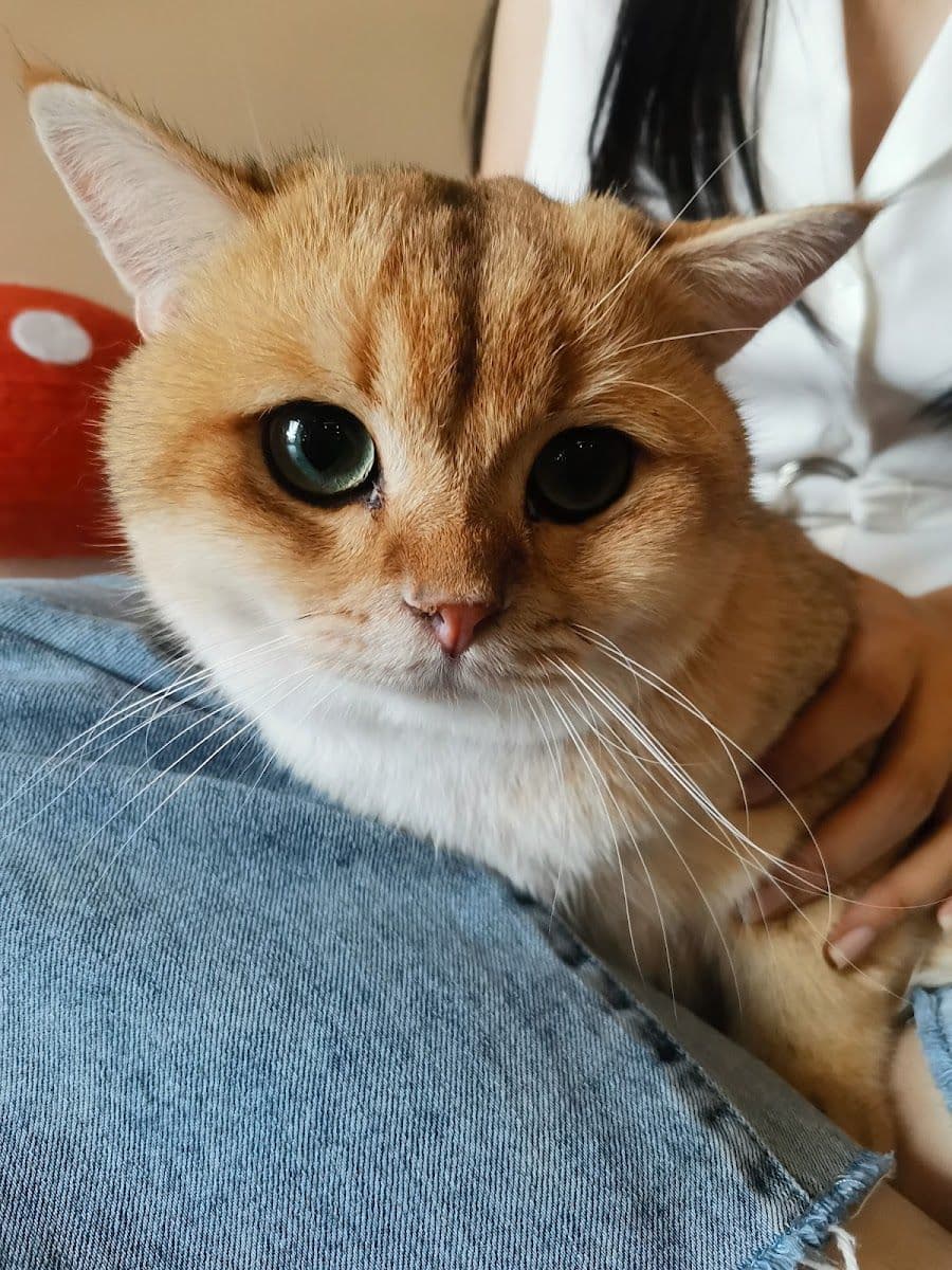 Taofak Cat Hotel gallery 5