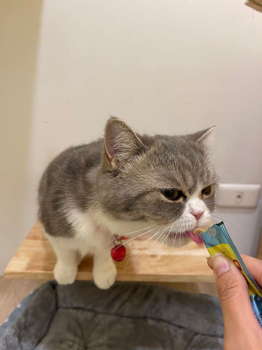 Taofak Cat Hotel gallery 6