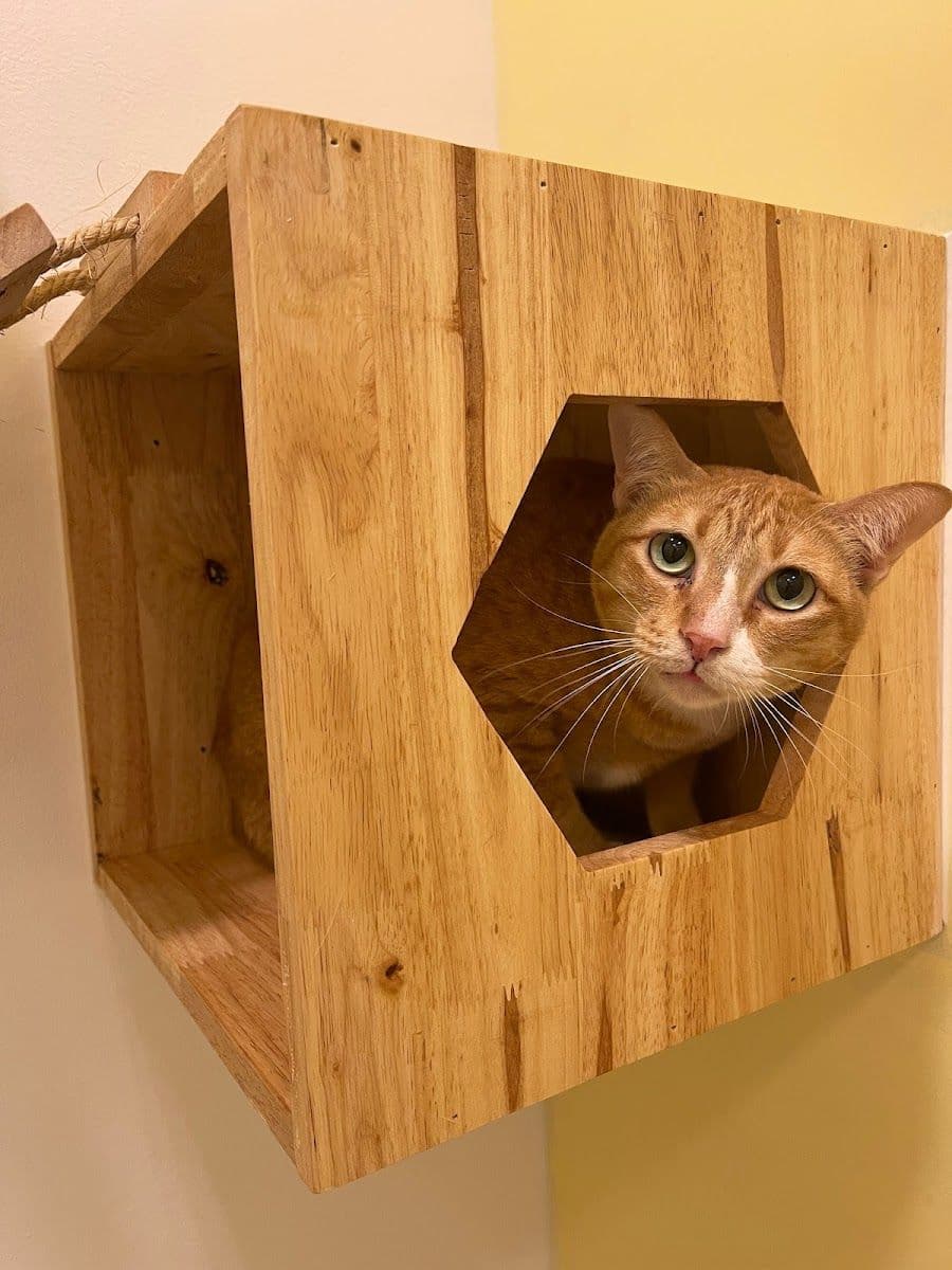 Taofak Cat Hotel