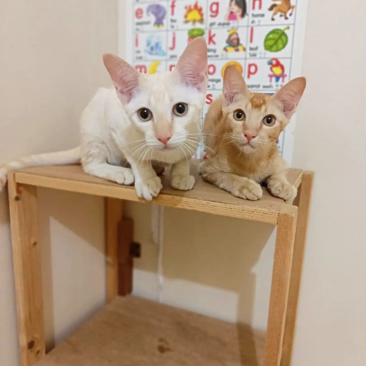 PaoCat Hotel gallery 4