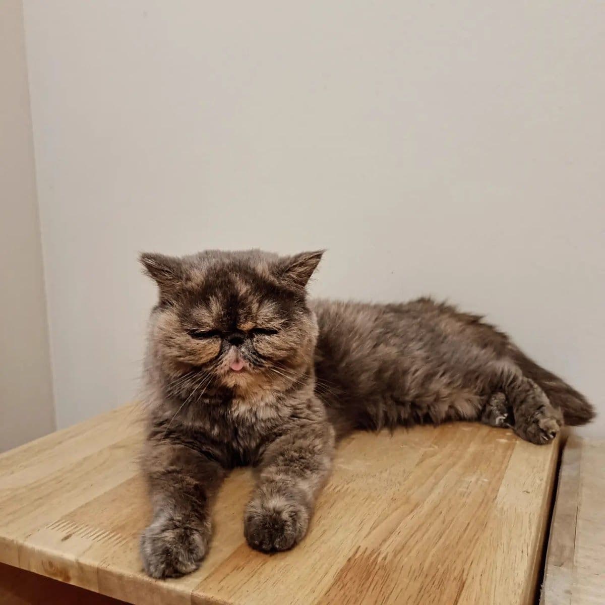 PaoCat Hotel