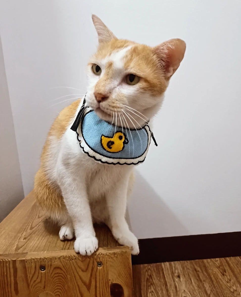 PaoCat Hotel image 2