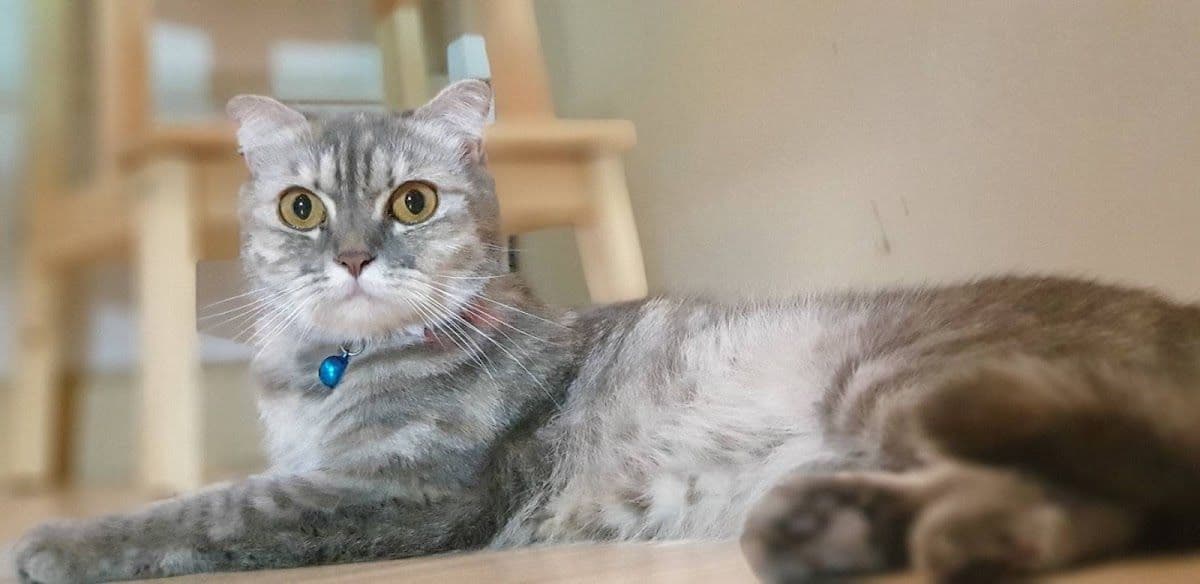 Infinite Cat hotel image 2